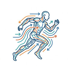Naklejka premium Human Anatomy Muscular System Runner Motion Flow.