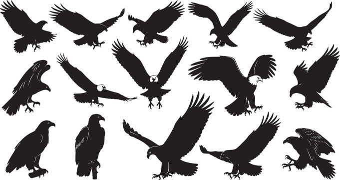 Set of black silhouettes of eagles in different flying and sitting poses isolated on transparent background, Vector