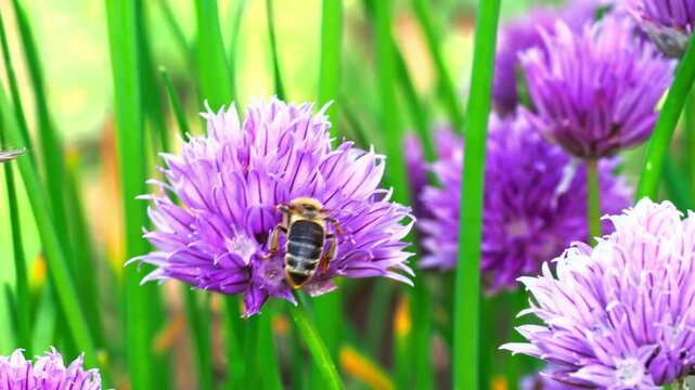 Bee pollinating purple chive flower in slow motion, nature's beauty captured.