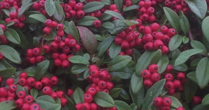 a cluster of bright red berries on a green leafy branch.