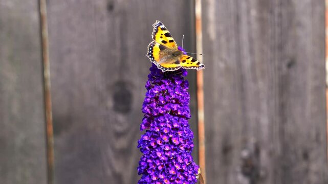Small tortoiseshell butterfly sitting on purple buddleia flower spike.