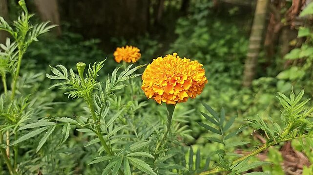 Blooming Marigold Flowers in Garden, Golden Orange Marigold Blossoms, Ornamental Flower, Nature, Gardening, Floral Background