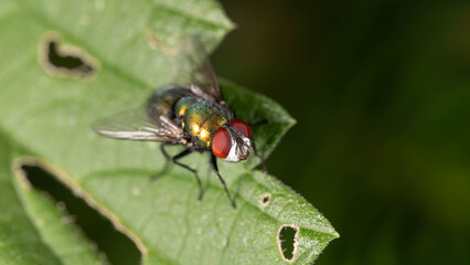Naklejka premium Bio Diversity - Lucilia sericata - Detailed Macro of a Goldfly on green Lead