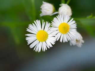 Fototapeta premium Macro close-up of annual fleabane flower blooming in summer
