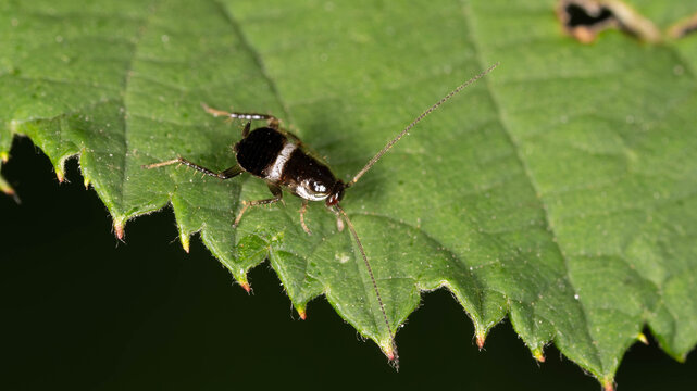 Bio Diversity - Ectobius pallidus - Tawny Cockroach on a Green Leaf