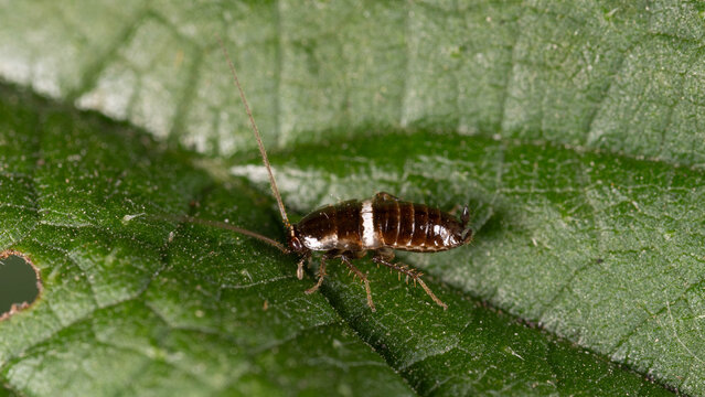Bio Diversity - Ectobius pallidus - Tawny Cockroach on a Green Leaf