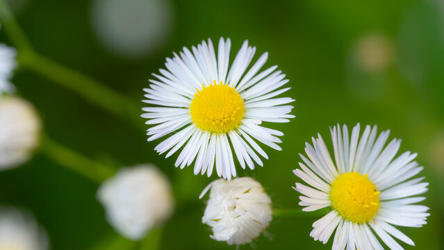 Macro close-up of annual fleabane flower blooming in summer