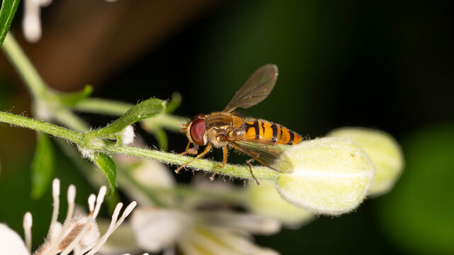 Bio Diversity - Episyrphus balteatus - Macro of a Hover Fly between white Flowers