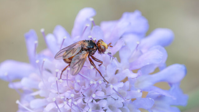 Biology - Macro of Insects - Andrena scotica - Chocolate Mining-Bee on a Purple Flower Collecting Food