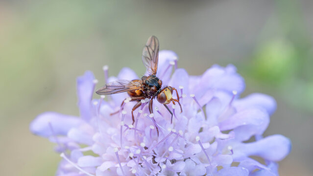 Biology - Macro of Insects - Andrena scotica - Chocolate Mining-Bee on a Purple Flower Collecting Food