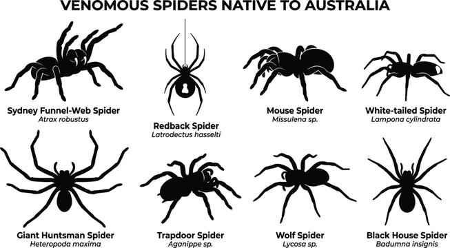 Venomous Spiders Native To Australia Silhouette Set Featuring Redback Funnel Web Huntsman And Wolf Spider For Designs