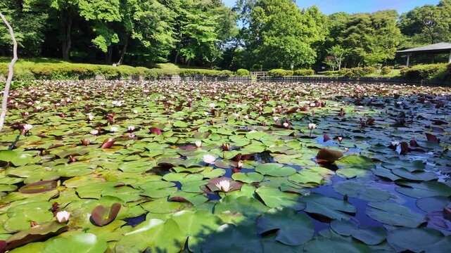 水辺の花」の写真素材 | 28,941件の無料イラスト画像 | Adobe Stock