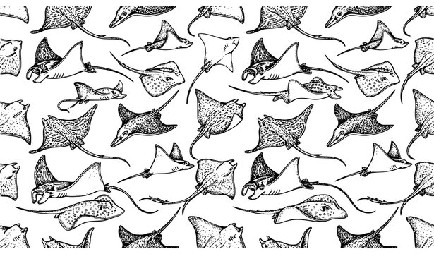 Vintage Stingray Fish Seamless Pattern Hand Drawn Vector