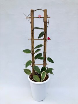 Rare variegated Hoya plant climbing on a bamboo trellis in a white pot