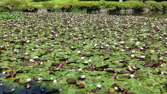 いちめんの睡蓮(すいれん)の池