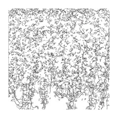 Dense wall of climbing ivy vines sketch illustration intricate botanical background set. © Sara Studio
