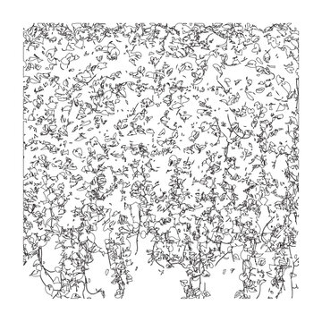 Dense wall of climbing ivy vines sketch illustration intricate botanical background set.