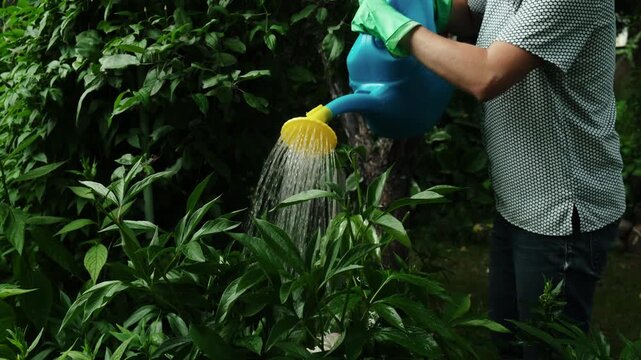 Gardening. Woman tending to her flowerbeds in lush summer garden. Person watering plants with watering can.