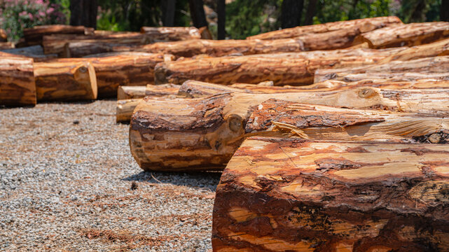 Large pine timber logs lying on gravel ground in forest yard
