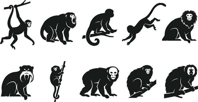 Wild Monkey Species Silhouette Icon Set Featuring Macaque Tamarin And Gibbon In Various Climbing And Sitting Poses