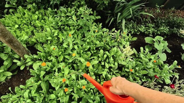Gardening. Woman tending to her flowerbeds in summer garden. Person watering flowering plants with watering can.