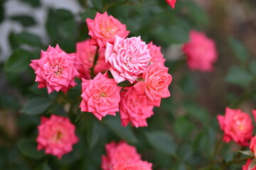 Obraz premium ピンクの薔薇