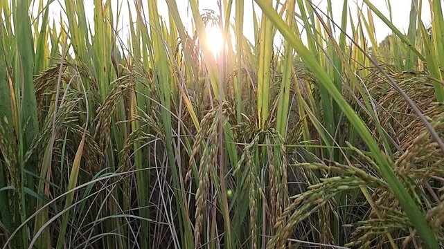 Slow Motion Cinematic footage of a rice paddy field silhouetted against a glowing sunset in rural India. Tall rice plants frame the setting sun beneath dramatic evening sky.