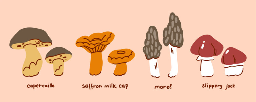Colorful set of autumn edible wild mushrooms in a row with hand-written captions, saffron milk cap, morel, butter mushroom, capercaillies, foraging, wild mushroom harvesting
