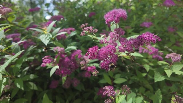 Bumblebee collecting nectar on pink spirea flowers in summer garden