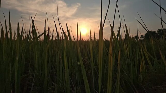 Slow Motion Cinematic footage of a rice paddy field silhouetted against a glowing sunset in rural India. Tall rice plants frame the setting sun beneath dramatic evening sky.