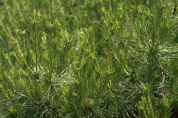 Fototapeta premium Pine