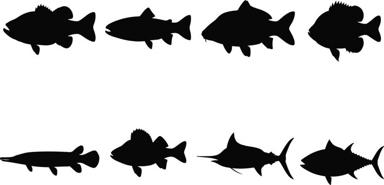 WebFreshwater and saltwater fish silhouettes set featuring bass trout carp bluegill pike perch swordfish and tuna icons