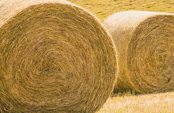 Round bales agriculture harvest.
