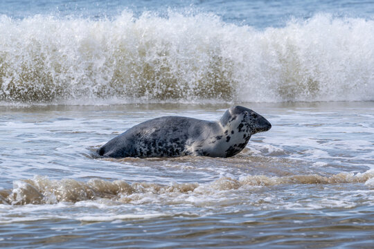 grey seal (Halichoerus grypus) navigating shallow coastal waters in Wijk aan Zee, Netherlands