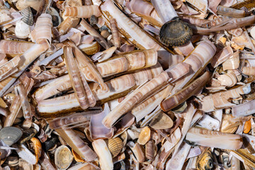 cluster of Atlantic jackknife clam shells and other bivalve shells washed up on the Dutch North Sea coast © Björn Wylezich