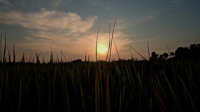 Slow Motion Cinematic footage of a rice paddy field silhouetted against a glowing sunset in rural India. Tall rice plants frame the setting sun beneath dramatic evening sky.