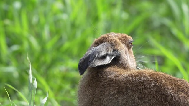 Hokkaido Hare Eating Grass in a Meadow