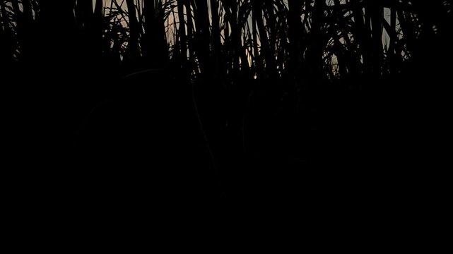 Slow Motion Cinematic footage of a rice paddy field silhouetted against a glowing sunset in rural India. Tall rice plants frame the setting sun beneath dramatic evening sky.