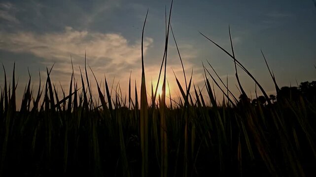 Slow Motion Cinematic footage of a rice paddy field silhouetted against a glowing sunset in rural India. Tall rice plants frame the setting sun beneath dramatic evening sky.