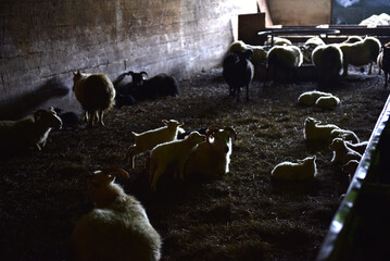 Flock of Icelandic sheep and small lambs resting inside a dim winter barn © salajean