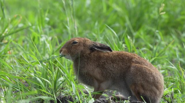 Hokkaido Hare Eating Grass in a Meadow