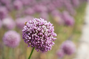 Fototapeta premium Single Purple Elephant Garlic Flower with Soft Garden Bokeh