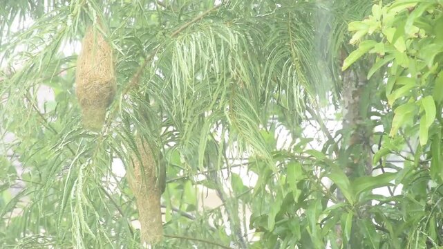 weaver or rice bird nest on big tree flowing fron hard rain storm wind in garden
