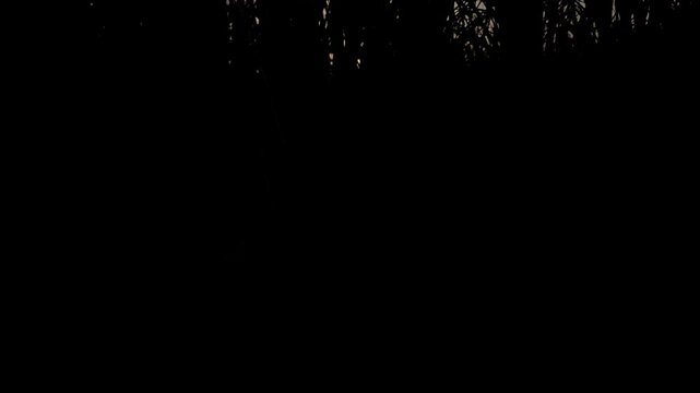 Slow Motion Cinematic footage of a rice paddy field silhouetted against a glowing sunset in rural India. Tall rice plants frame the setting sun beneath dramatic evening sky.