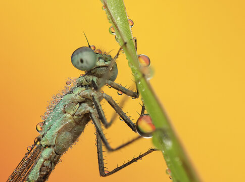 a dragonfly insect on a stick