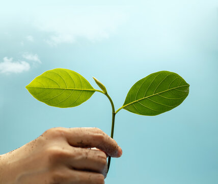 Hand holding green plant against blue sky representing environmental growth, sustainabilit