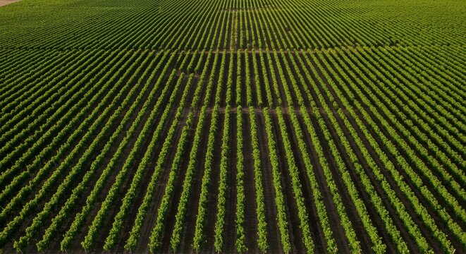 Sweeping aerial view of abundant, fertile agricultural land featuring long, symmetrical rows of vibrant green grape vines stretching toward the horizon, vineyard, valley, hillside