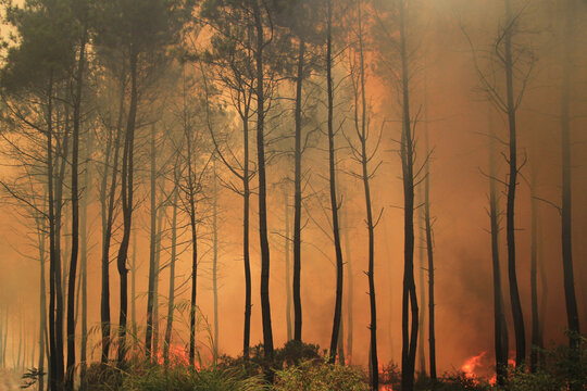 view of pine trees covered in smoke from forest fires