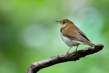 Fototapeta premium Small brown songbird perched on branch in green forest