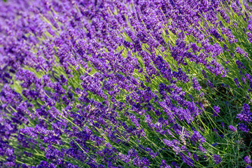 Obraz premium Selective focus a bush of purple violet blue flowers in the garden with soft sunlight in the afternoon, Lavender is flowering plants in the mint family of Lamiaceae, Natural floral pattern background.